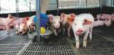 El secreto de la carne de cerdo para ser de los alimentos que menos ha subido