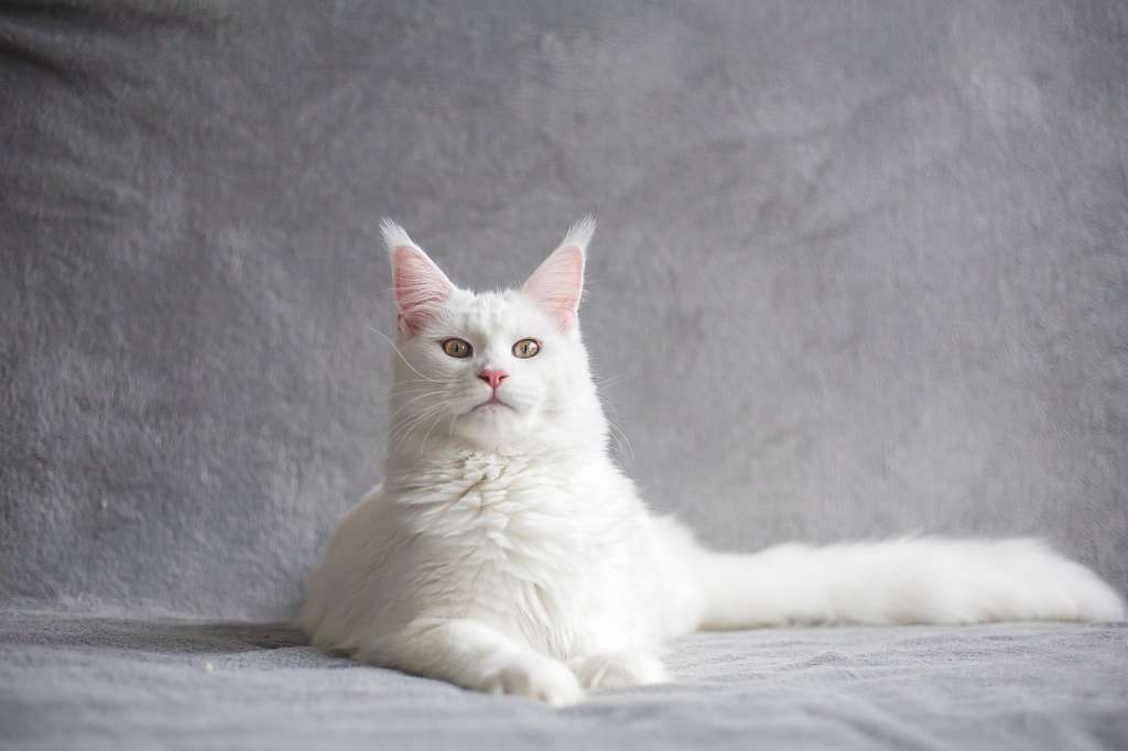¿Qué hace que los gatos blancos sean especiales y únicos?