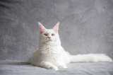 ¿Qué personas atraen a los gatos blancos?