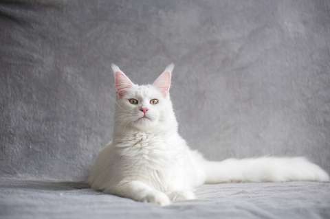 ¿Cómo escogen los gatos blancos a su persona favorita?