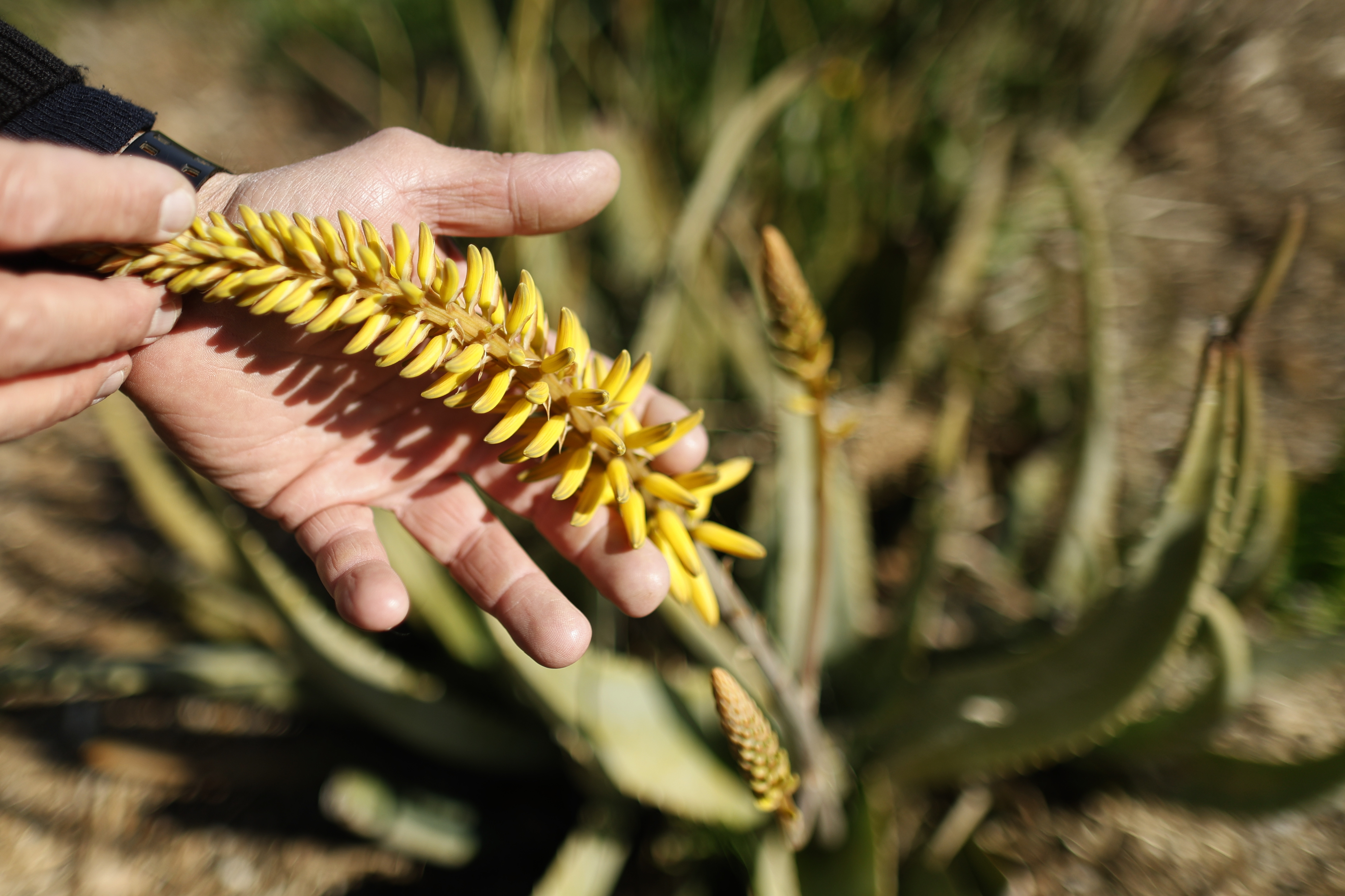 Fitou (France), 23/04/2024.- Laurent Maynadier, wine producer at the vineyard 'Le Champs des soeurs' inspects an Aloe Vera flower in Fitou, Aude department, southern France, 23 April 2024 (issued 27 April 2024). Southern France has been experiencing severe drought for two years, especially in the departments of Pyrenees Orientales and Aude. In 2023, this led to a 70 percent loss in wine production in the region. Due to warmer climate conditions and less rainfall, 'Champs des soeurs' vineyard has decided to reduce its wine production from 18 to five hectares of vineyard and to diversify into aloe vera plants. In 2021, they started with 300 aloe vera plants, and by 2024 they reached 3,000 plants. The succulent plant species, which has been used in traditional herbal medicine for centuries, produces a variety of chemicals that are found in many pharmaceutical and cosmetic products. (sequía, Francia) EFE/EPA/GUILLAUME HORCAJUELO ATTENTION: This Image is part of a PHOTO SET