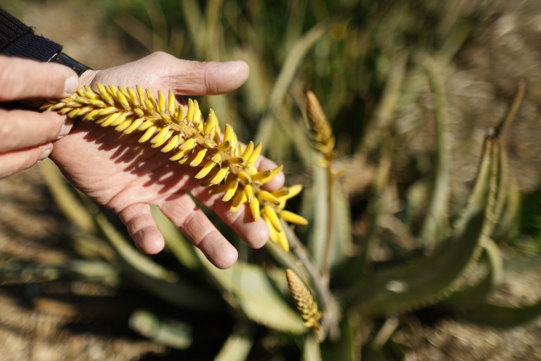 ¿Qué pasa cuando florece la sábila y cómo es su fruto?
