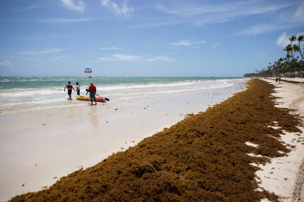 AMDEP8313. PUNTA CANA (REPÚBLICA DOMINICANA), 14/07/2025.- Fotografía del sargazo aglomerado en la arena, el 9 de julio de 2025 en Punta Cana (República Dominicana). República Dominicana libra una lucha sin cuartel contra el sargazo ante el aumento, una vez más, de su presencia en buena parte de la turística Punta Cana y otras partes del país. EFE/Orlando Barría