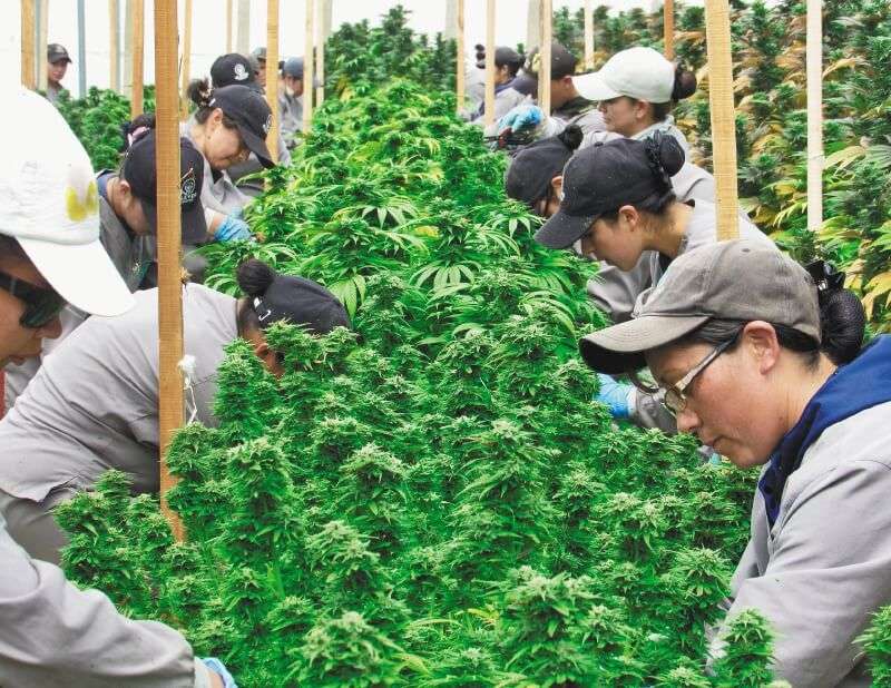 Trabajadores de Clever Leaves deshojan las plantas para dejar libre la flor del cannabis. / Diego Ojeda