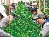 Colombia, ¿el futuro Silicon Valley del cannabis medicinal?