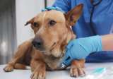 Fatiga por compasión, el trastorno silenciado que afecta a veterinarios y rescatistas