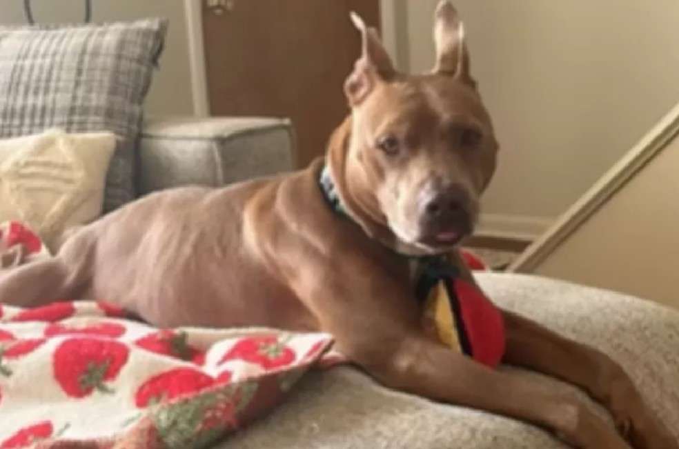 La difusión de su caso generó nuevas solicitudes de adopción y, pocos días después, Scooby encontró otra familia.