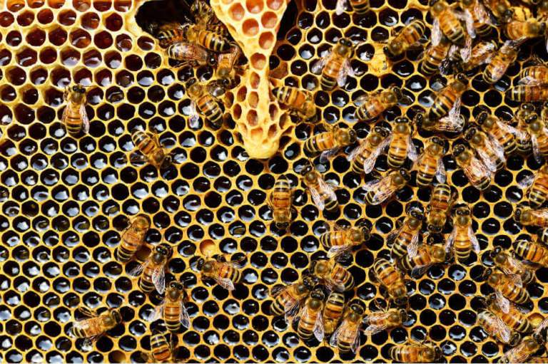 Las abejas pueden sumar y restar