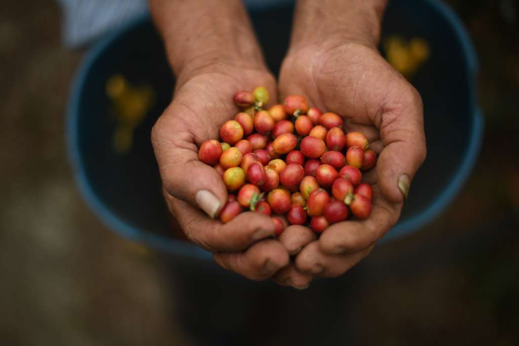 Diferentes aspectos de este municipio: Iglesia, hacienda Ceylán, petroglifos, cultivos Café