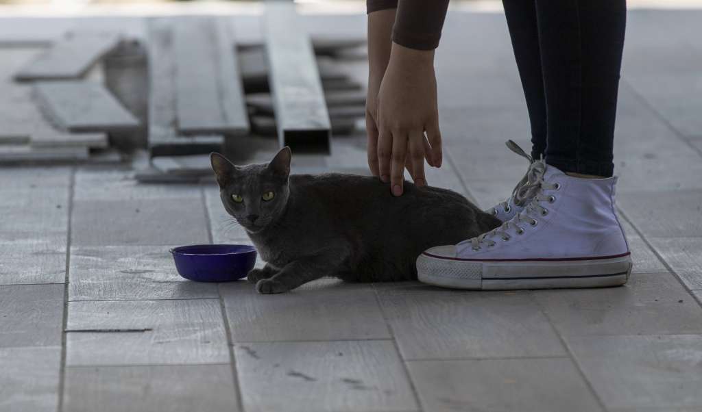 AME8943. MANAGUA (NICARAGUA), 05/04/2023.- Un gato es hidratado con agua por su dueña, hoy en Managua (Nicaragua). La organización nicaragüense Universo Animal hizo este miércoles un llamamiento a cuidar a las mascotas durante el verano en Nicaragua, donde las temperaturas alcanzan hasta los 38 grados celsius, y puede provocar infartos y hasta la muerte de los animales domésticos. EFE/ Jorge Torres