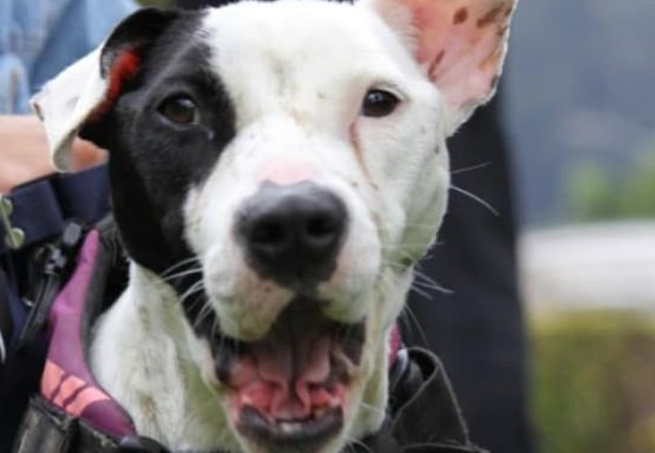 Avanzan las esterilizaciones para animales de compañía en 'Bogotá, mi Ciudad, mi Casa' como parte de las acciones de cuidado.