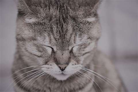Judicializan a falso veterinario que esterilizó y amputó a un gato