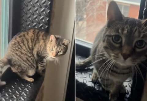 Gata engaña a sus dueños fingiendo una lesión y conquista las redes sociales (video)