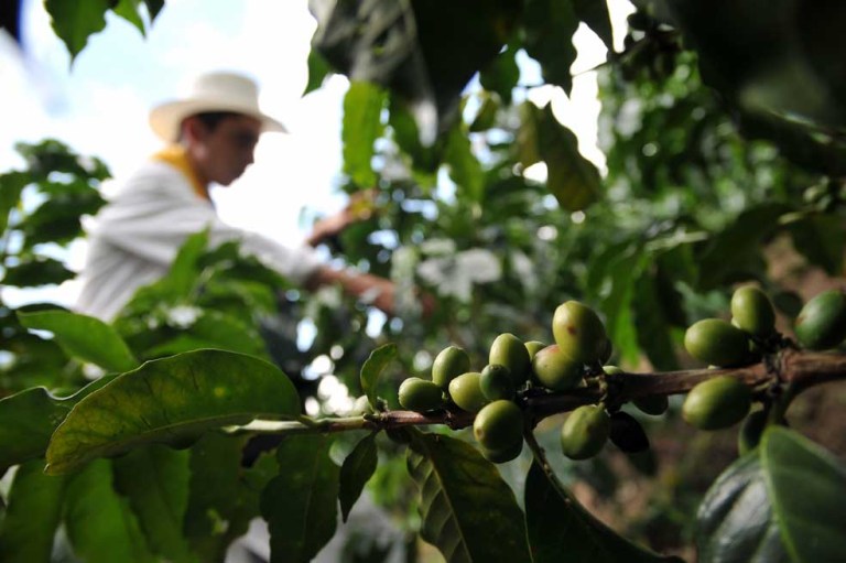 El «todos ponen» del café