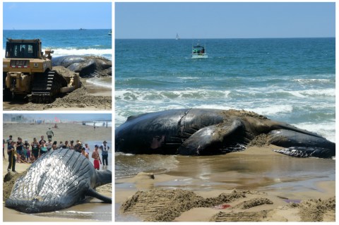 Ballena sin vida quedó anclada a una playa en California