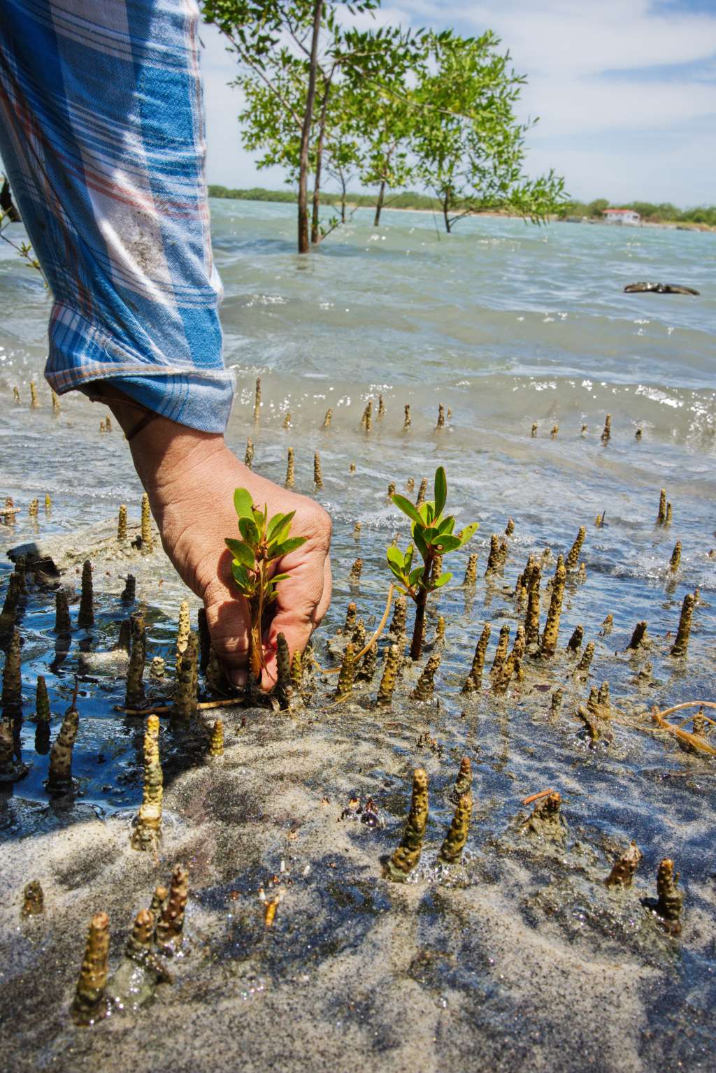 Bahía de Parita. Foto: Mike Fernandez /Audubon