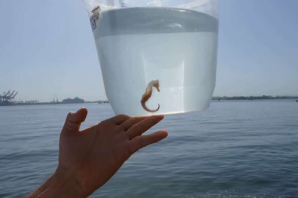 El caballito de mar hallado en la Bahía de Cartagena es un símbolo de esperanza en un ecosistema que contiene metales pesados y cargas sedimentarias del Canal del Dique. / Cortesía