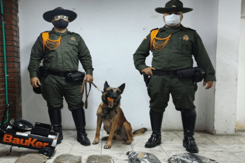 ¿Quiere tener un perro retirado de la policía? Tenga esto en cuenta