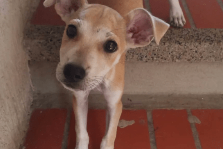 Perrita muere después de caer del cuarto piso de un edificio en Soledad, Atlántico