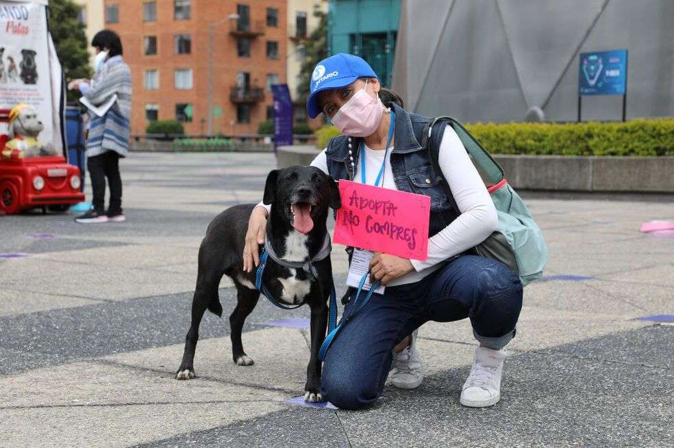 Jornadas de adopción en Bogotá