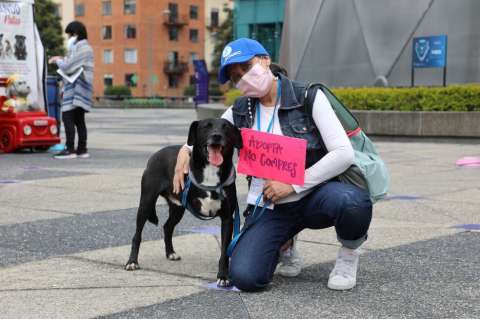 ¿Quiere tener un perro o gato? Bogotá se prepara para tres fines de semana de adopciones