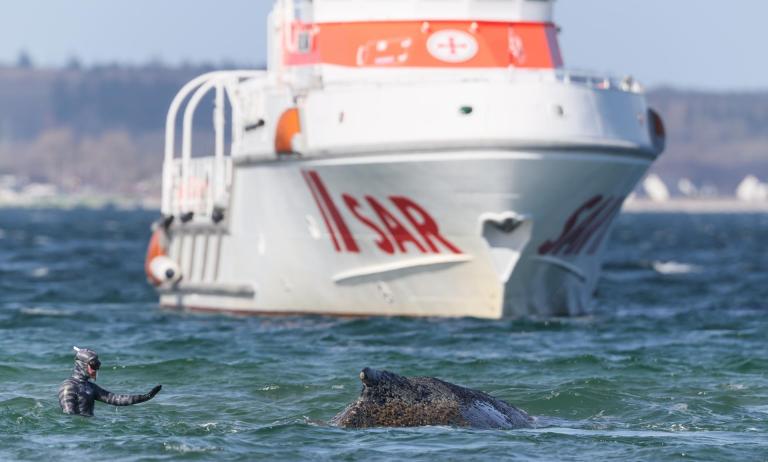 La ballena Timmy: una identidad en el relato del mundo natural