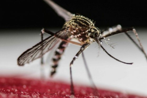 Virus del Zika, un desafío también para Asia