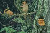 Descubren tres nuevas especies de primates extintos hace 40 millones de años