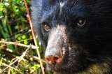 Piden protección para osos de anteojos que fueron vistos cerca al casco urbano de Segovia (Antioquia)