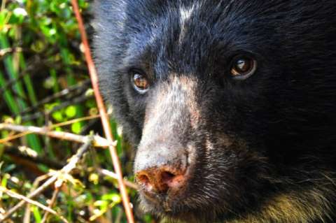 Piden protección para osos de anteojos que fueron vistos cerca al casco urbano de Segovia (Antioquia)