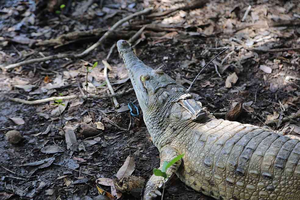 El caimán llanero es una especie típica de los llanos colombo-venezolanos. / Cortesía Ministerio de Ambiente y Desarrollo Sostenible.