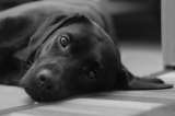 Un perro salva de prisión a un hombre en EE.UU. en caso de abuso sexual