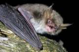Descubren dos nuevas especies de murciélago