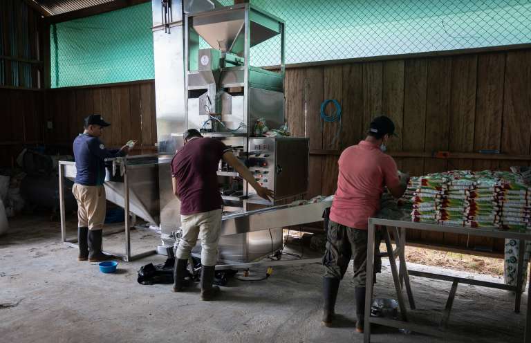 Campesinos trabajan en la planta de producción de arroz en El Diamante, San Vicente del Caguán.