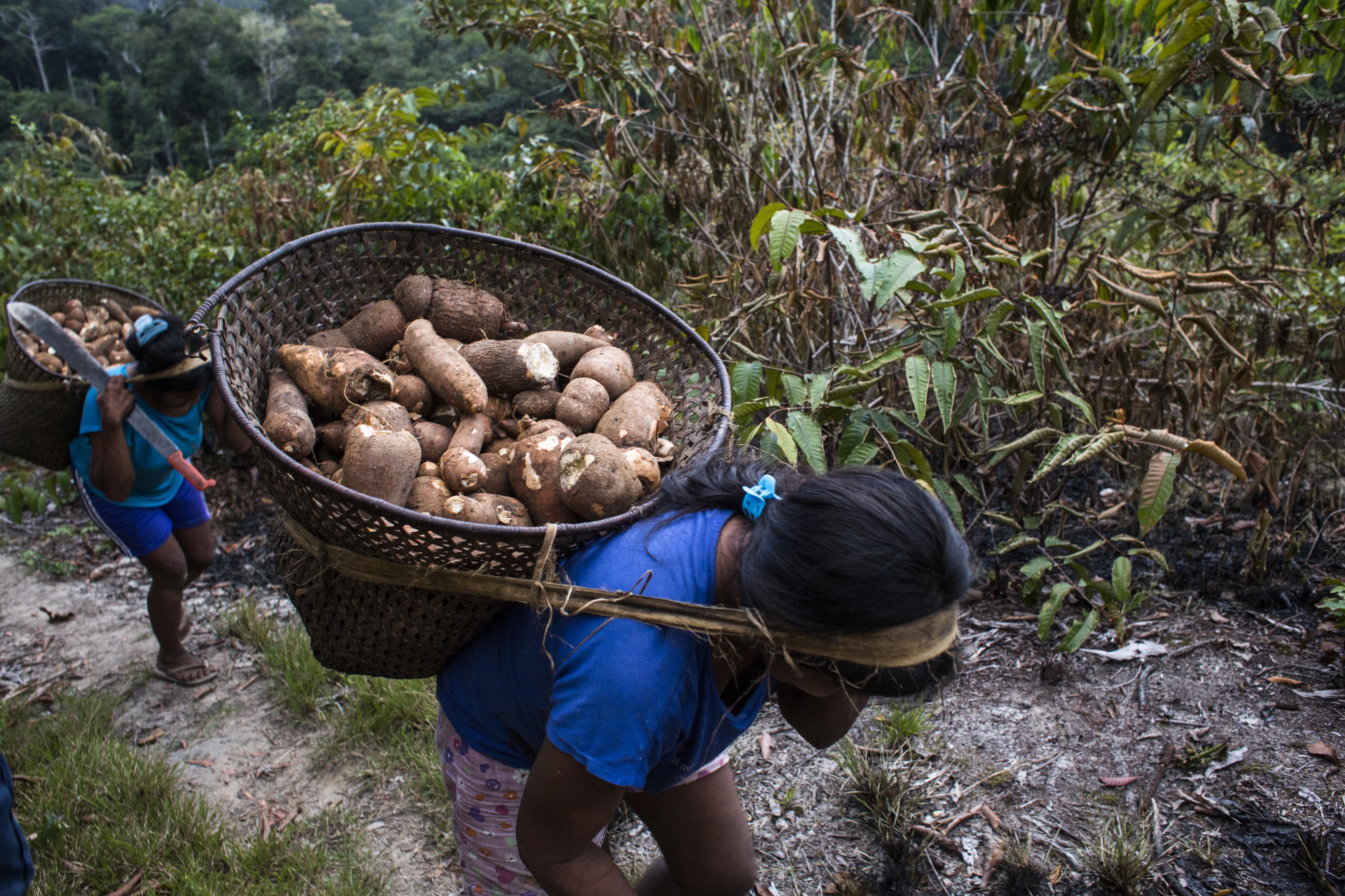 Mujeres aportando a la soberanía alimentaria del Territorio Indígena Apaporis, que está en proceso de formalización como ETI.