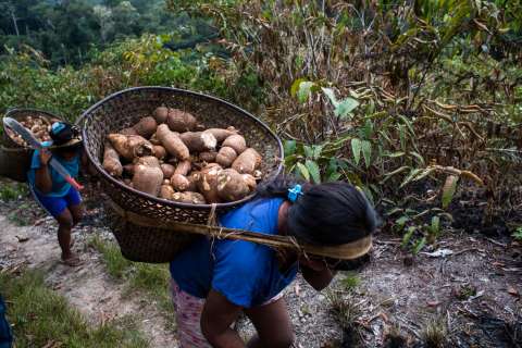 Lo que esperan los pueblos indígenas, como defensores de la naturaleza, en la COP16