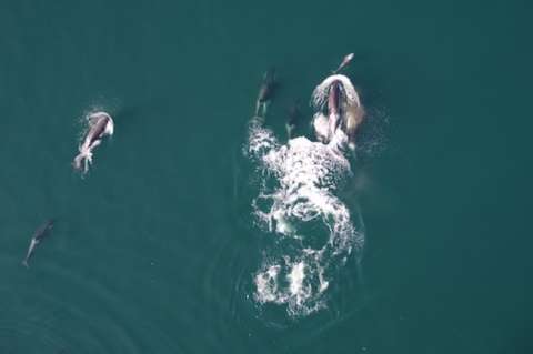 En video quedó registrada la alianza entre orcas y delfines para cazar salmones gigantes