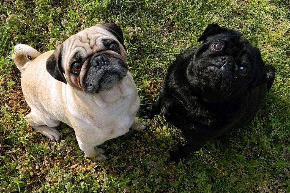 Los perros y gatos pueden tener enfermedades que también afectan a los humanos, y que van desde las garrapatas hasta la leptospirosis. / Wikimedia Commons
