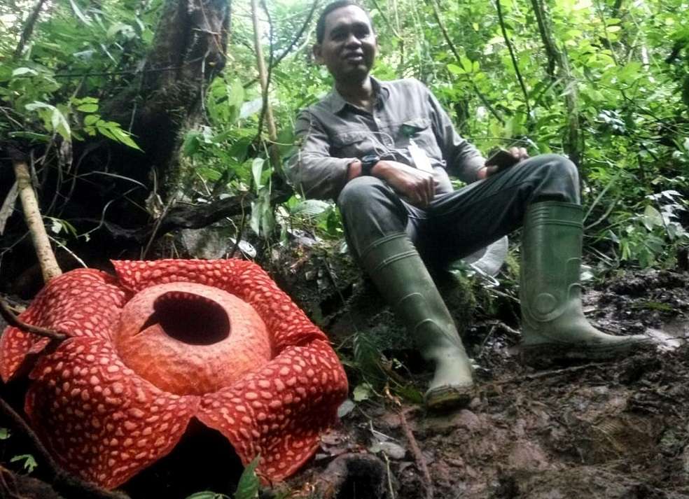 Dijo que la agencia había comenzado a observar la rara planta parásita el 24 de diciembre de 2019, "y hoy [el miércoles] la flor ha florecido perfectamente".