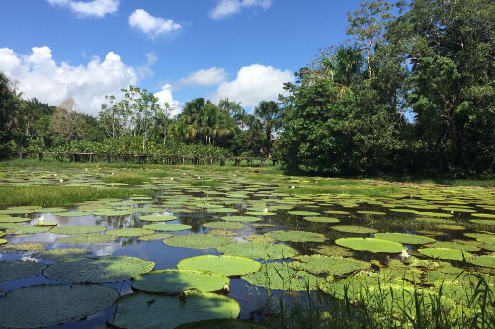 En la comunidad de Mocagua hay un gran lago donde se pueden observar las flores de loto.