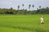 El arroz, otra víctima de los altos niveles de CO2