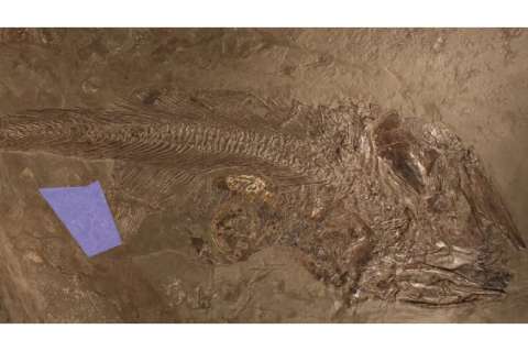 Este pez, de 180 millones de años, al parecer murió ahogado por su cena gigante