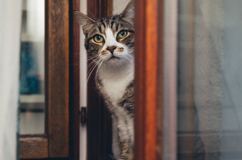 ¿Qué hace que un gato quiera escapar de la casa?