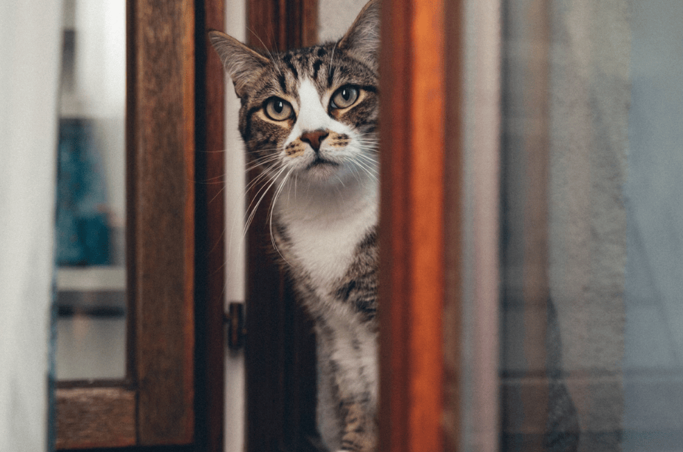 ¿Qué hace que un gato quiera escapar de la casa?