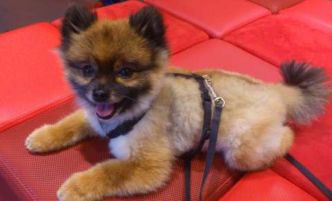 Mascotas “mini”: los riesgos de criar perros y gatos cada vez más pequeños