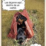 Dos cachorritas fueron dejadas dentro de un costal frente a una fundación