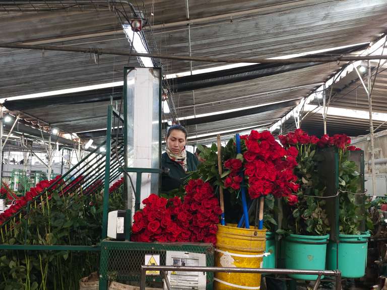 La floricultura colombiana exporta más de 317.000 toneladas al año, supera los 2.200 millones de dólares en ventas y genera alrededor de 240.000 empleos formales, el 60% ocupados por mujeres. Cada flor que llega fresca a otro país sostiene no solo una tradición, sino miles de familias y el prestigio de Colombia en cerca de 100 mercados internacionales.