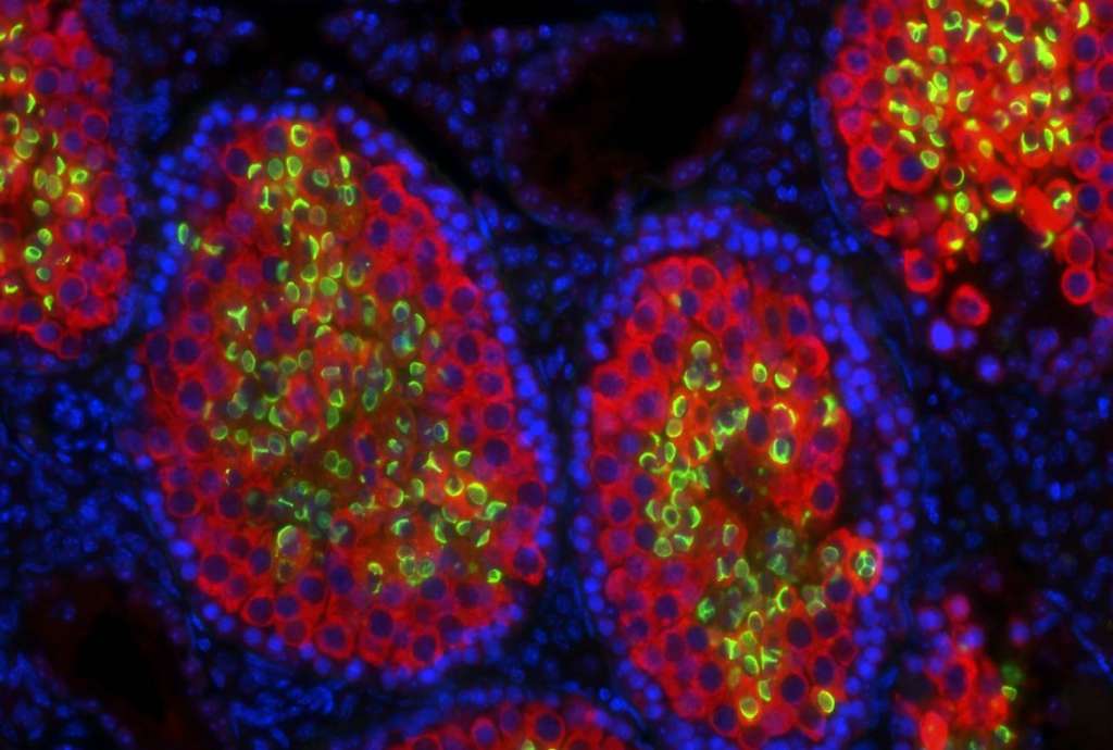 Sección de testículo de quimera ratón-rata fotografiada al microscopio. / Joel Zvick│ETH Zurich