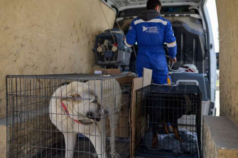 Desde que el sismo de magnitud 7,8 sacudió la región el pasado 6 de febrero, dejando más de 45.000 muertos en Turquía y Siria, cientos de gatos, perros, conejos y pájaros siguen atrapados bajo los escombros que dejó el devastador terremoto.