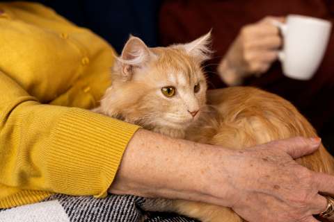 ¿Cómo saber la edad de un gato?